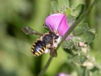 Anthidium manicatum St Pauli södra kyrkogård, Malmö, Skåne, Sweden 20230716_0185