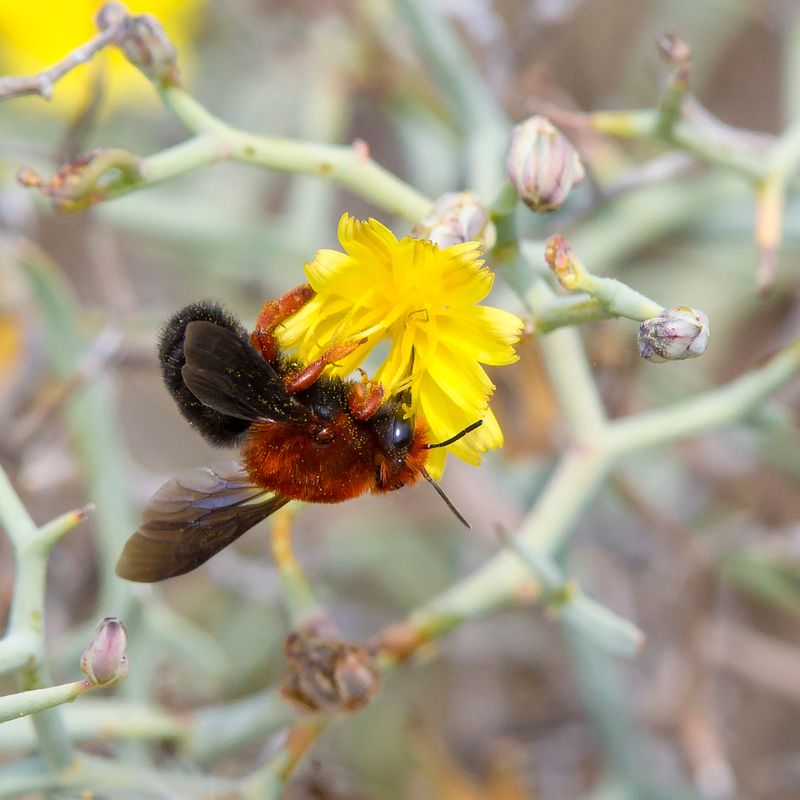 Megachile sicula