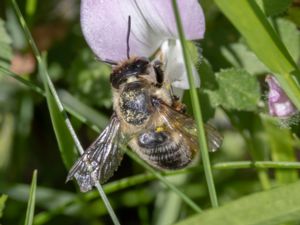 Megachile willughbiella - Stocktapetserarbi