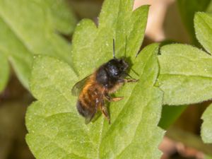 Osmia bicornis - Rödmurarbi