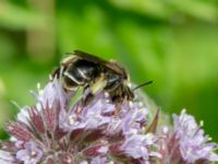 Macropis europaea Djungelparken, Bunkeflostrand, Malmö, Skåne, Sweden 20220802_0103