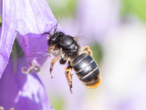 Melitta haemorrhoidalis - Blåklocksbi