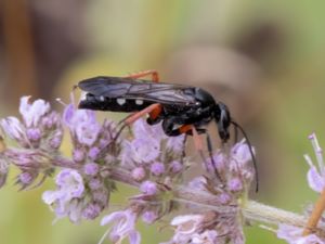 Episyron rufipes - Strandriddarstekel