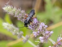 Episyron rufipes Ulricedal, Malmö, Skåne, Sweden 20210727_0117