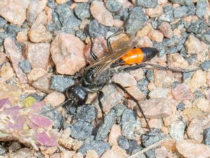 Podalonia hirsuta - Hairy Sand Wasp