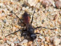 Podalonia hirsuta Östads grustag, Bromölla, Skåne, Sweden 20140420_0024