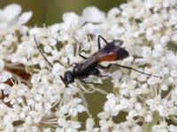 Podalonia hirsuta Svanetorpsvägen, Åkarp, Lomma, Skåne, Sweden 20160705_0046