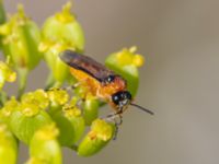 Athalia rosae Utfyllnaden Oljesjön, Norra hamnen, Malmö, Skåne, Sweden 20230730_0106