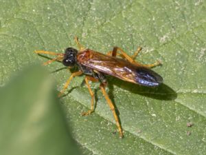 Tenthredo campestris