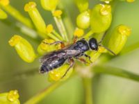 Tiphia femorata Utfyllnaden Oljesjön, Norra hamnen, Malmö, Skåne, Sweden 20230730_0128