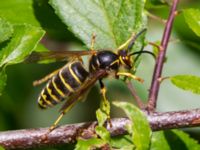 Dolichovespula media Toarp, Malmö, Skåne, Sweden 20120730B 142