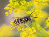 Vespula vulgaris Vanningen, Vellinge, Skåne, Sweden 20230817_0016