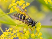 Vespula vulgaris Vanningen, Vellinge, Skåne, Sweden 20230817_0021