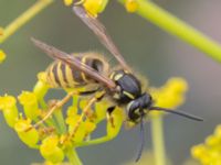 Vespula vulgaris Vanningen, Vellinge, Skåne, Sweden 20230817_0023