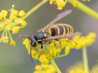 Vespula vulgaris Vanningen, Vellinge, Skåne, Sweden 20230817_0024