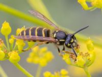 Vespula vulgaris Vanningen, Vellinge, Skåne, Sweden 20230817_0026