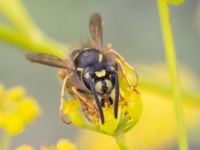 Vespula vulgaris Vanningen, Vellinge, Skåne, Sweden 20230817_0028