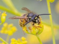 Vespula vulgaris Vanningen, Vellinge, Skåne, Sweden 20230817_0030