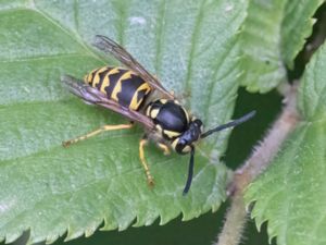 Vespula germanica - German Wasp - Tyskgeting