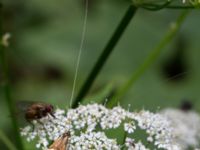 Nemophora degeerella Gyetorpskärret, Kristianstad, Skåne, Sweden 20160628_0202