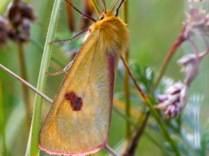 Diacrisia sannio - Clouded Buff - Rödfransad björnspinnare