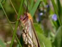 Diacrisia sannio Vombs östra vattenverksdammar, Lund, Skåne, Sweden 20130617B-134