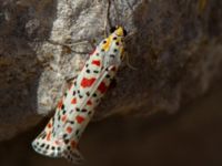 Utetheisa pulchella Portals Vells, Mallorca, Spain 20121001B 077