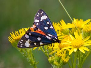 Arctiidae - Tiger Moths - Björnspinnare