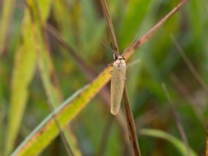 Eilema lutarella - Ockragul lavspinnare