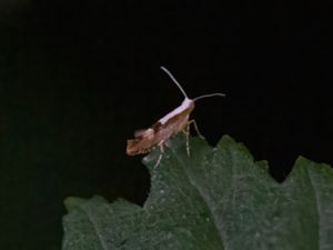 Argyresthia pruniella - Cherry Fruit Moth - Körsbärsmal