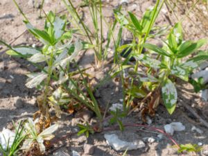 Coleophora saponariella - Såpnejlikesäckmal