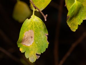 Coleophora spiraeella - Spireasäckmal