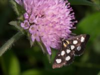 Anania funebris Fjärilsvägen, Grinduga, Gävle, Gästrikland, Sweden 20150705_0443