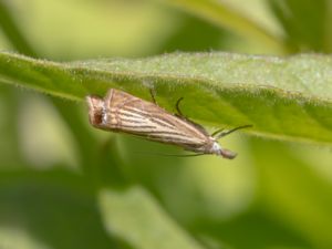 Chrysoteuchia culmella - Garden Grass-veneer - Trädgårdsgräsmott