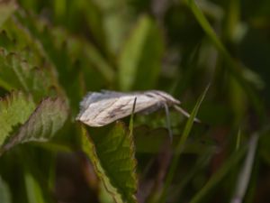 Evergestis forficalis - Garden Pebble - Kålmott