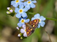 Pyrausta aurata Simris strandäng, Simrishamn, Skåne, Sweden 20160606_0257