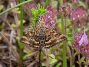 Pyrausta despicata - Straw-barred Pearl - Grobladsljusmott