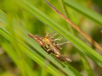 Pyrausta ostrinalis Lyngsjön, Kristianstad, Skåne, Sweden 20170719_0020