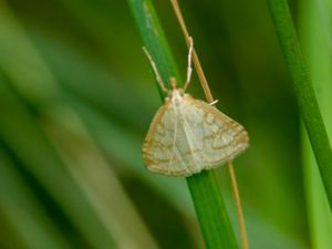 Udea lutealis - Pale Straw Pearl - Blekgult ängsmott