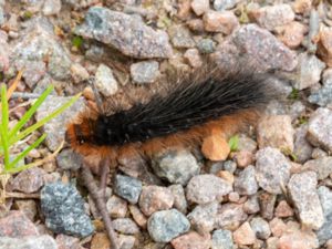 Arctia caja - Garden Tiger Moth - Brun björnspinnare