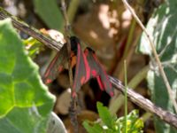 Tyria jacobaea Grodreservatet, Norra hamnen, Malmö, Skåne, Sweden 20160612_0061