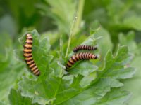 Tyria jacobaeae larva Kungsmarken, Lund, Skåne, Sweden 20170717_0105