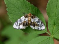 Abraxas sylvata Hunneröds mosse, Svedala, Skåne, Sweden 20160714_0063