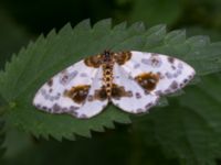 Abraxas sylvata Hunneröds mosse, Svedala, Skåne, Sweden 20160714_0070