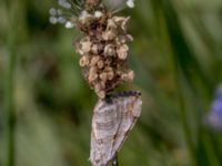 Aplocera efformata Käglinge hästbacke, Malmö, Skåne, Sweden 20120526C 057