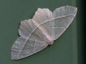 Campaea margaritaria - Light Emerald - Blekgrön mätare