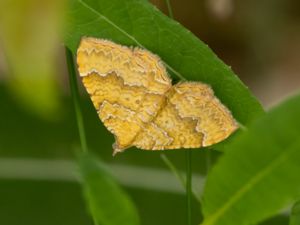 Camptogramma bilineata - Yellow Shell - Gulvingad fältmätare