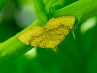 Camptogramma bilineata Bryggeslund, Östra Vemmenhög, Skurup, Skåne, Sweden 20150628_0180