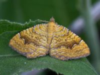 Camptogramma bilineata Grodreservatet, Malmö hamn, Malmö, Skåne, Sweden 20160609_0044