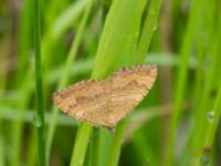 Camptogramma bilineata Tjustorps industriby, Svedala, Skåne, Sweden 20170701_0063